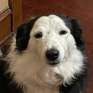 Meet your Posher, Audrey